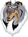 Rough collie vector(blue-merle)