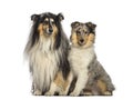 Rough Collie, 11 years old and 4 months old Royalty Free Stock Photo