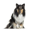 Rough Collie, 3 years old Royalty Free Stock Photo