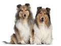 Rough Collies, 6 and 7 years old, sitting Royalty Free Stock Photo