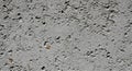 Rough concrete wall with small pebble inclusions scattered throughout the surface. Royalty Free Stock Photo