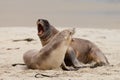 Rough courtship of male and female Hookers sealions Royalty Free Stock Photo