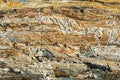 The rough cracked surface of a piece of petrified wood