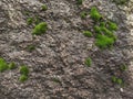 Rough, damp stone wall texture with moss growing on surface Royalty Free Stock Photo