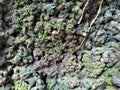 Rough, dark rock or tree trunk surface covered in bright green moss Royalty Free Stock Photo
