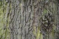 Rough dark wood bark texture with deep cracks and green moss. Old tree bark surface closeup. Weathered wooden bark backdrop. Royalty Free Stock Photo