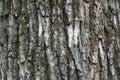 Rough and deeply fissured bark of tree Royalty Free Stock Photo