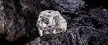 Rough diamond precious stone in mines. Concept of mining and extraction of rare ores