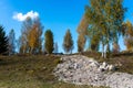 Rough dirt road leading trough birch trees to the forest Royalty Free Stock Photo