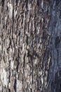 Rough dry gray bark of sycamore maple