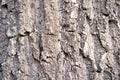 Rough and dry. Tree trunk. Tree bark texture. Tree stem cover closeup. Mature tree covered with moss. Woody plant Royalty Free Stock Photo