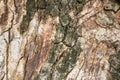 Rough and dry. Tree trunk. Tree bark texture. Tree stem cover closeup. Mature tree covered with moss. Woody plant. Forest nature. Royalty Free Stock Photo