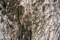 Rough and dry. Tree trunk. Tree bark texture. Tree stem cover closeup. Mature tree covered with moss. Woody plant. Forest nature. Royalty Free Stock Photo