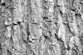 Rough and dry. Tree trunk. Tree bark texture. Tree stem cover closeup. Mature tree covered with moss. Woody plant Royalty Free Stock Photo