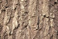 Rough and dry. Tree trunk. Tree bark texture. Tree stem cover closeup. Mature tree covered with moss. Woody plant Royalty Free Stock Photo