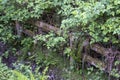 Rough fence running through dense shrubbery