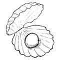 Rough freehand outline drawing of a seashell with a pearl. Vector sketch of an open shell with a round ball inside, isolated on Royalty Free Stock Photo