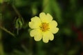 Rough-Fruited Cinquefoil Potenilla recta