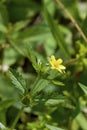 Rough-fruited Cinquefoil  704116 Royalty Free Stock Photo