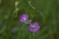 Rough Gerardia widlflower closeup with blurred background