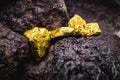 Rough gold, gold mine with rare golden stone Royalty Free Stock Photo
