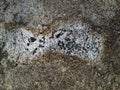 Rough and grainy concrete surface with stains Royalty Free Stock Photo