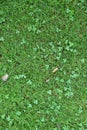 Rough grass texture with bright green color Royalty Free Stock Photo