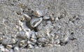 Rough gray cement concrete foundation wall surface outdoors. Construction and building concept Royalty Free Stock Photo