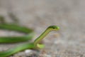 Rough Green Snake Royalty Free Stock Photo