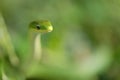 Rough Green Snake Royalty Free Stock Photo