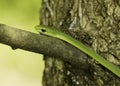 A rough green snake on a branch