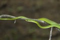 Rough Green Snake on a branch Royalty Free Stock Photo