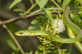 Rough Green Snake Royalty Free Stock Photo