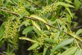 Rough Green Snake - Opheodrys aestivus