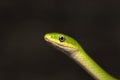 Rough Green Snake Head Royalty Free Stock Photo