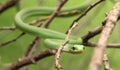 Rough green snake - Opheodrys aestivus