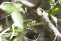 Rough Green Snake Royalty Free Stock Photo