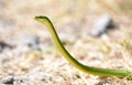 Rough Greensnake slithering, Phinizy Swamp Nature Park, Augusta, Georgia USA