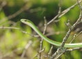 Rough Green Snake, Opheodrys aestivus Royalty Free Stock Photo