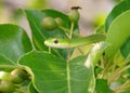 Rough Green Snake, Opheodrys aestivus Royalty Free Stock Photo