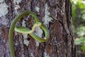 Rough Green Snake Royalty Free Stock Photo