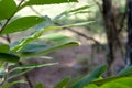 Rough Green Snake