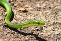 Rough Green Snake (Opheodrys vernalis)