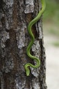 Rough Green Snake Royalty Free Stock Photo