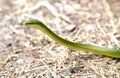 Rough Greensnake slithering, Phinizy Swamp Nature Park, Augusta, Georgia USA