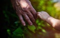 The rough hand of an adult and a child is holding a sprout of a tree. Family concept