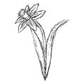 Rough hand-drawn illustration of the single jonquil flower