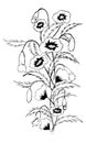 Rough hatch line sketch of a bouquet of poppies Royalty Free Stock Photo