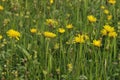 Rough Hawkbit Royalty Free Stock Photo