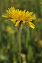 Rough Hawkbit Royalty Free Stock Photo